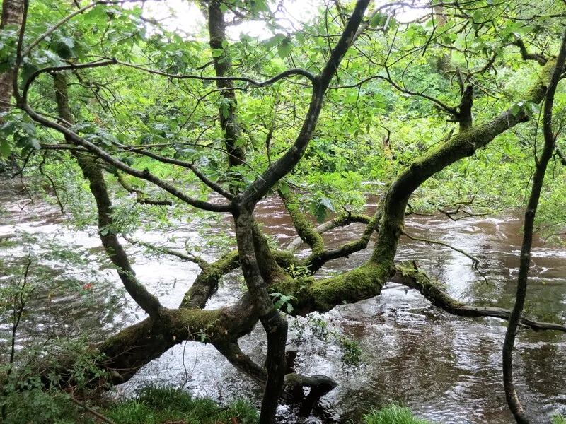 Ystwyth Tangle